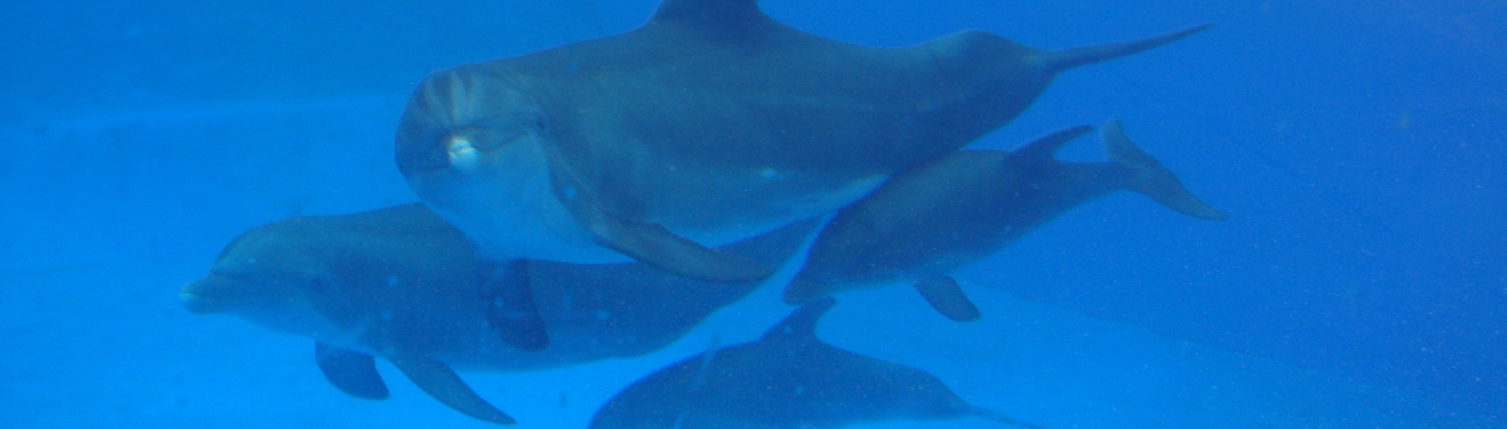 Four grey dolphins swimming underwater