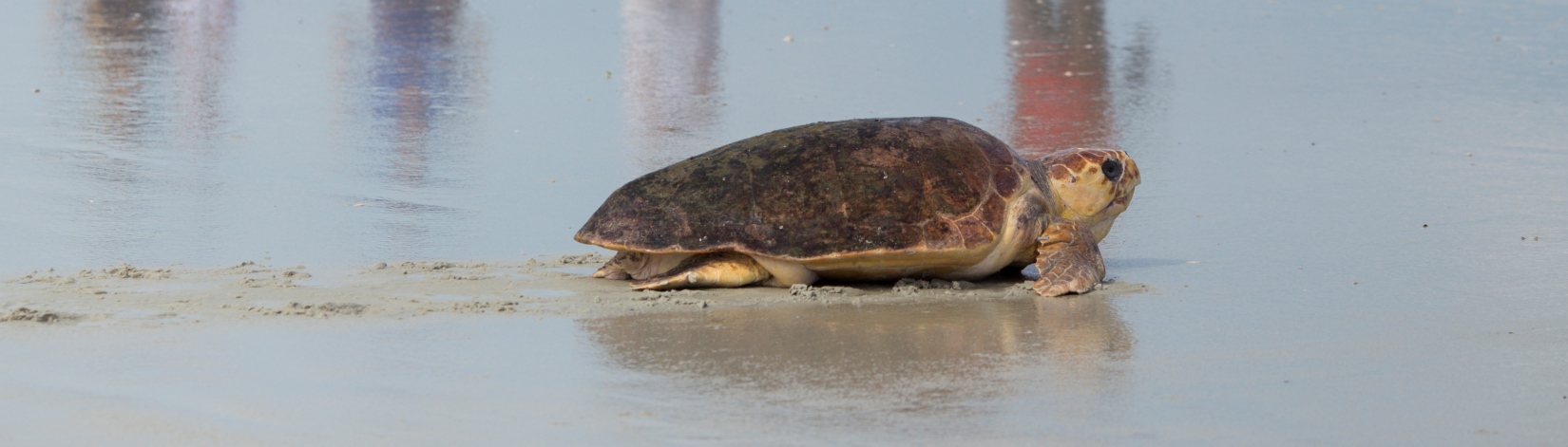 a large loggerhead sea turtle crawling down the beach towards the ocean
