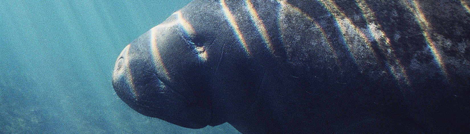 A close-up view of a manatee's head and shoulders as it swims underwater