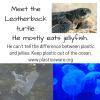 Images of a small leatherback sea turtle, a piece of a plastic bag floating in the water, and clear jellyfish underwater with the text, 