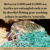 A sea turtle wrapped in a green fishing net. Text says, 
